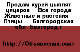 Продам курей цыплят,цицарок. - Все города Животные и растения » Птицы   . Белгородская обл.,Белгород г.